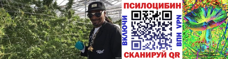 Купить  Верея  Галлюциногенные грибы Magic Shrooms 